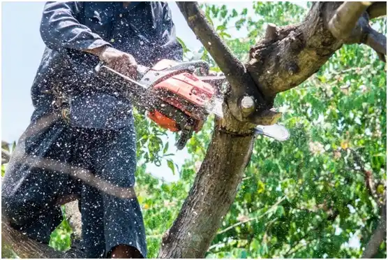 tree services McClellanville